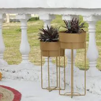 Decorative Plants